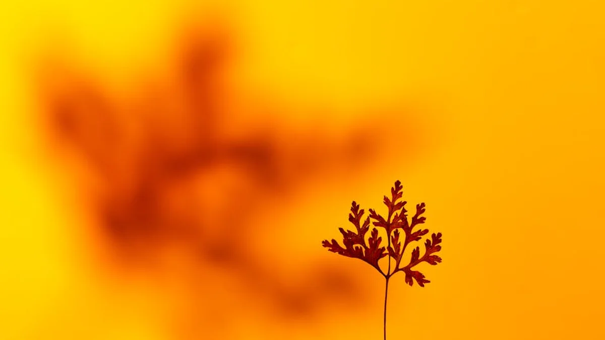 It was unexpected – Robert Berisha kissed Vivien Thanon on the lips.