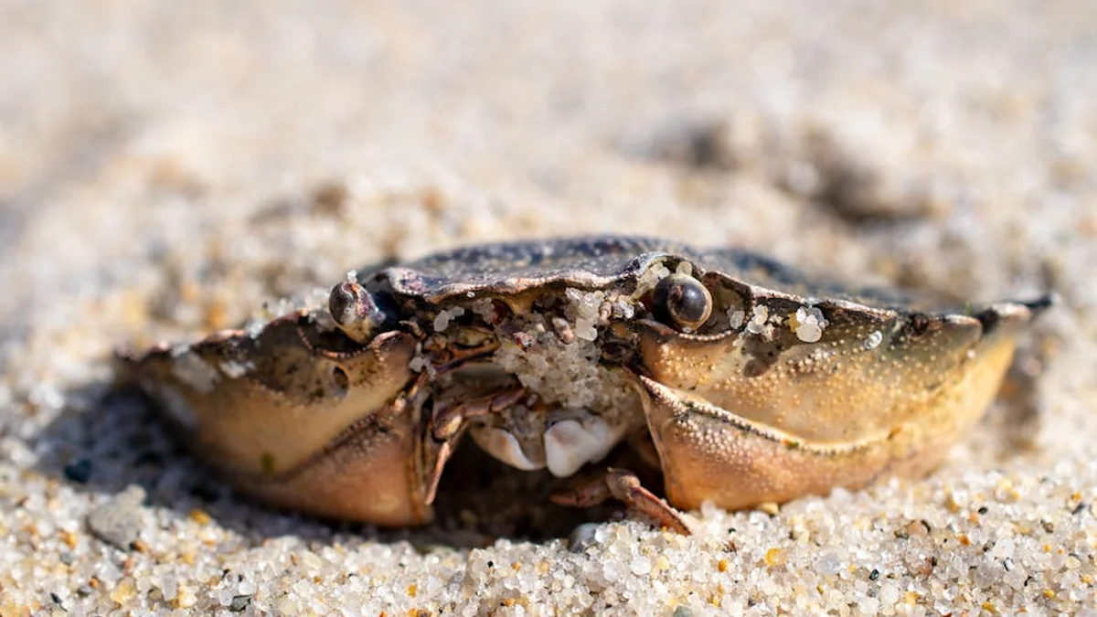 Shell Kosova launches a new application.

The new application offers enhanced services to customers. It simplifies processes and improves the overall experience. Shell Kosova is committed to innovation and providing convenient solutions. This update reflects their dedication to meeting customer needs effectively.