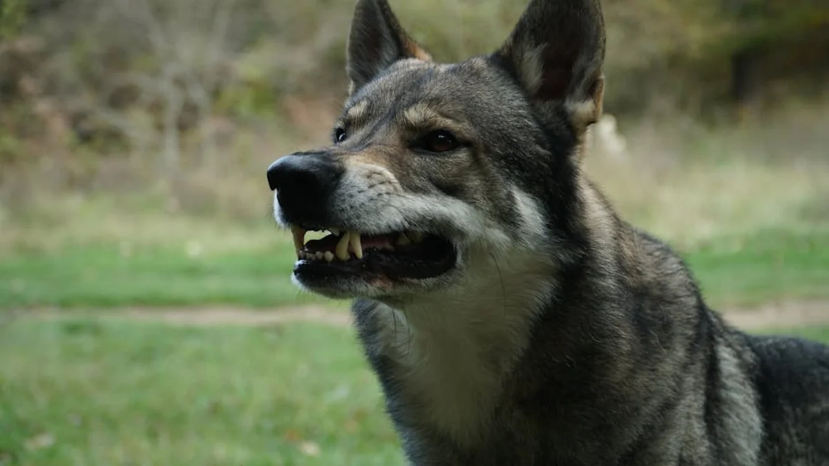 Following Kurt’s video: He began the campaign with accusations and blackmail – his government has failed.