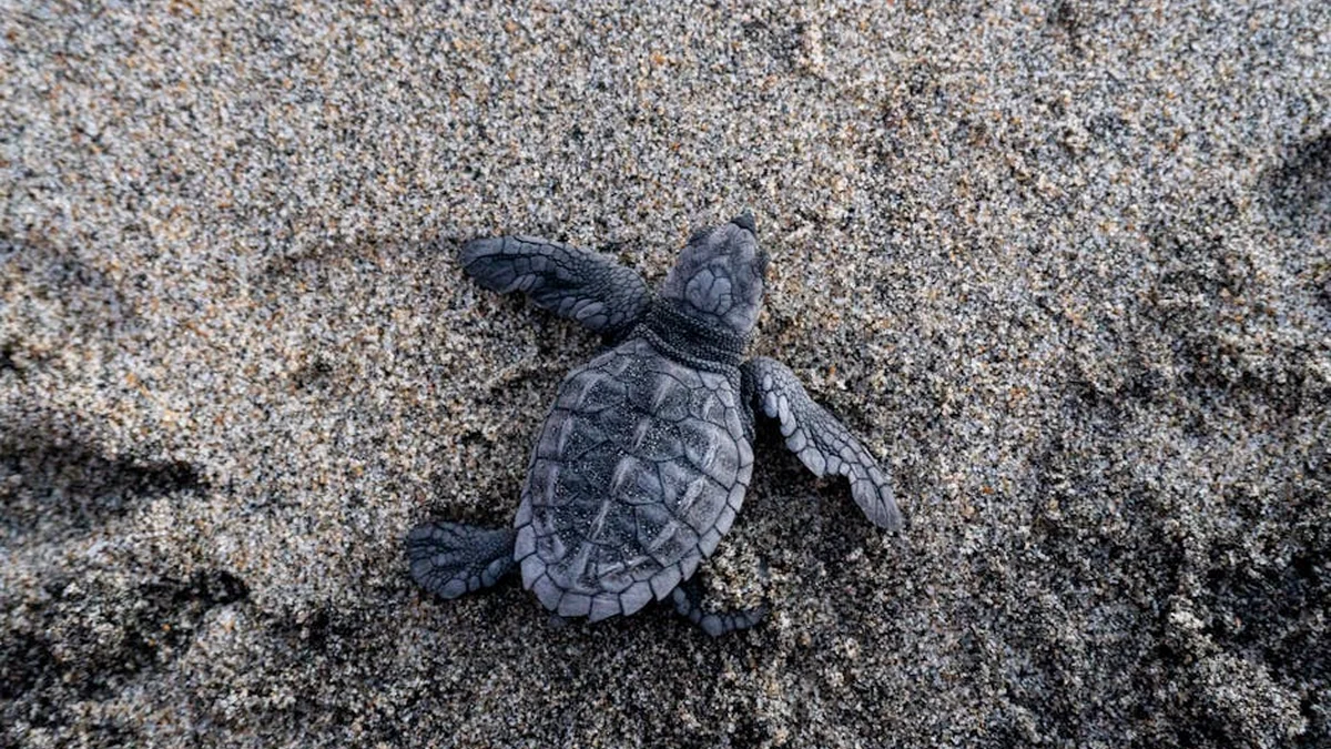 Një breshkë e rrallë gjendet e ngordhur në bregdetin e Vlorës