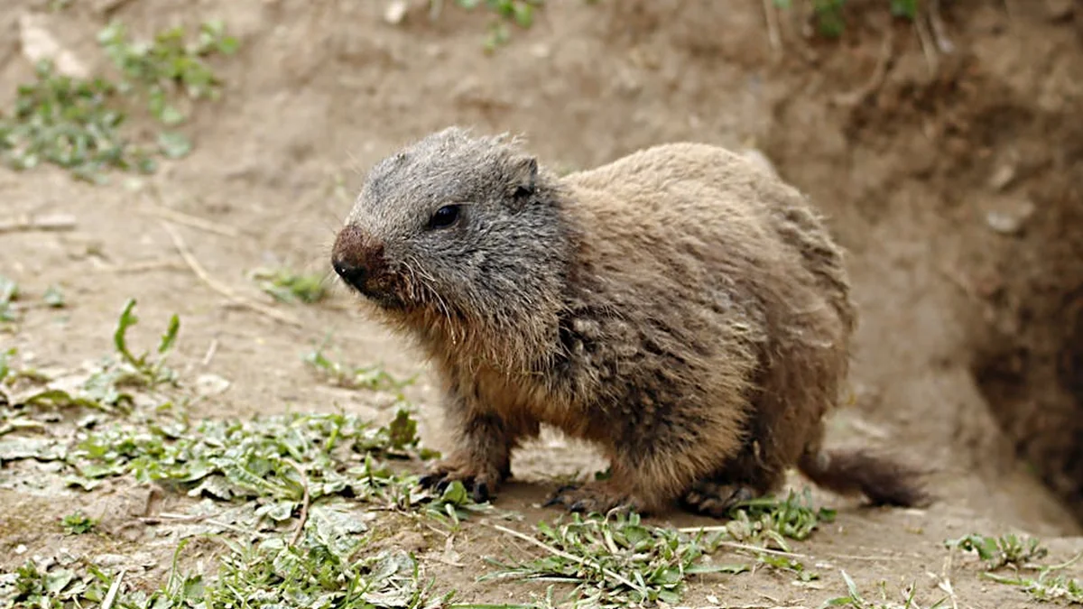 Sali: RMV punon në 10 pika kritike nga agjenda reformuese e BE-së, aspekti financiar është motiv shtesë