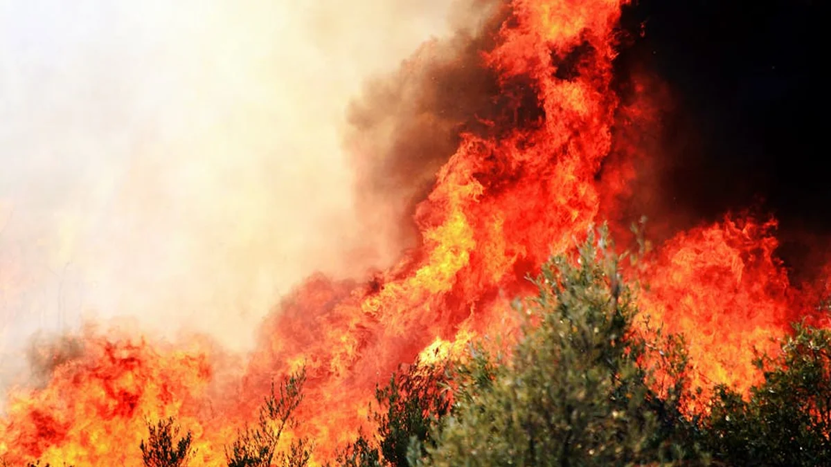 Scientists warn: 2026 could be the worst year on record for wildfires