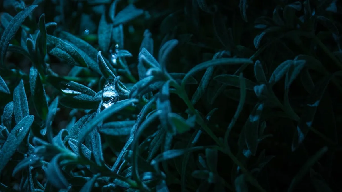A captivating bima that “blooms” during the day and “closes” at night