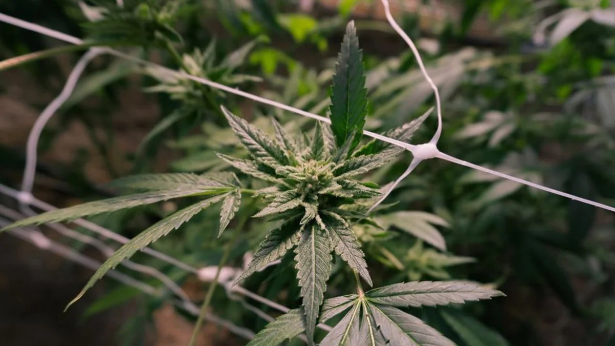 A person cultivated 8 vases of cannabis in Kaçanik, Police report on the case
