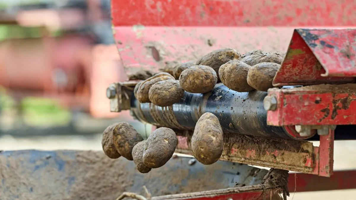 Boiled potato water can be a natural fertilizer; you should follow an important rule.