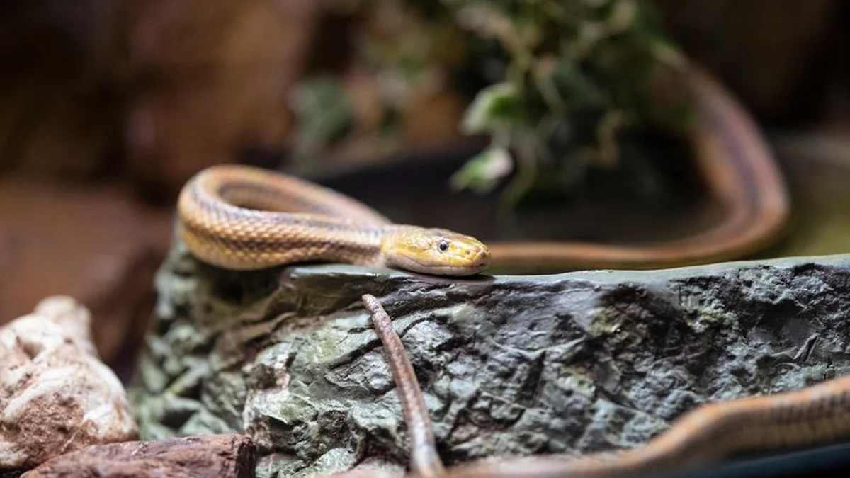 “If you step on one, there will be problems”: Venomous snakes threaten three nations at the World Cup