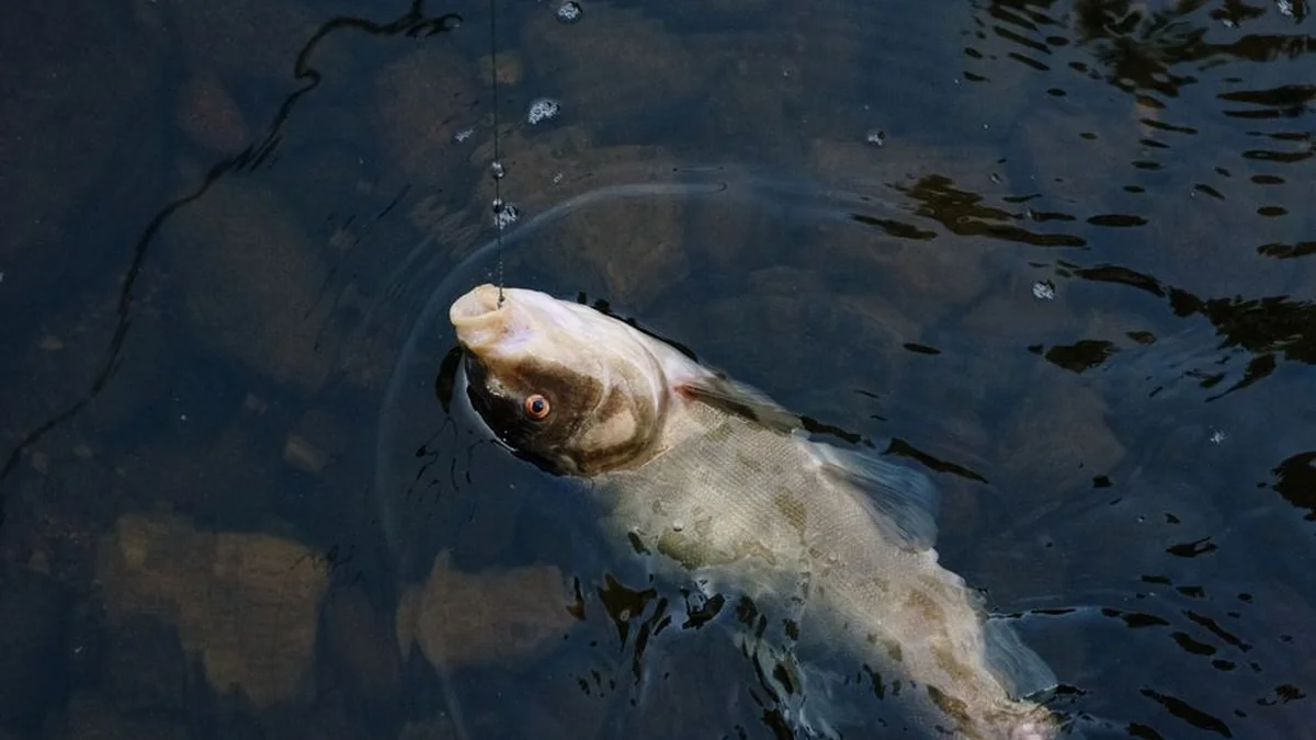 Two-meter-long “dhelpër fish” caught in Borsh attracts attention of tourists