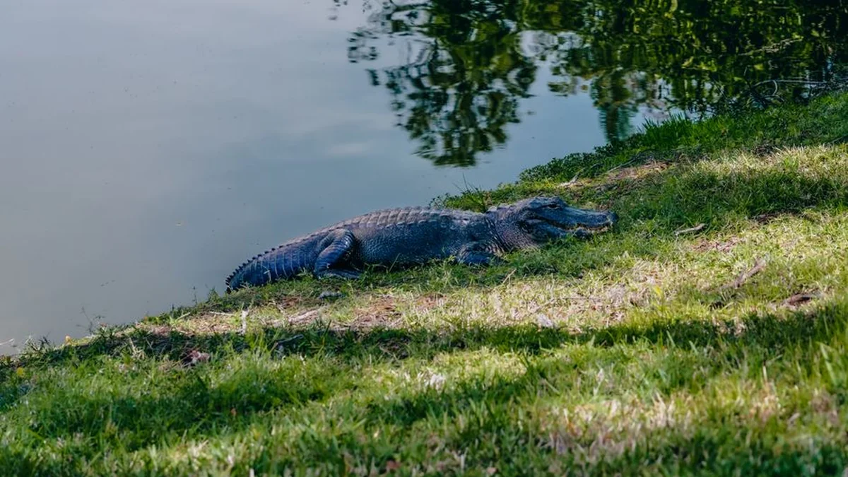 Unusual guest, alligator blocks entrance to US home