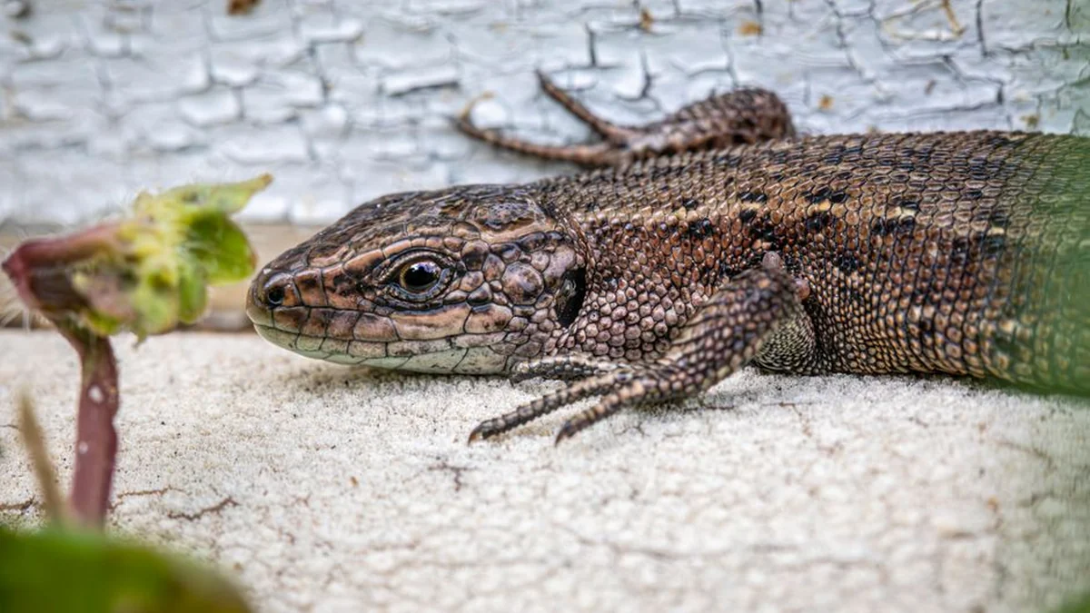 No cancer and viruses: The genes for the longevity of night lizards may contain data on human health